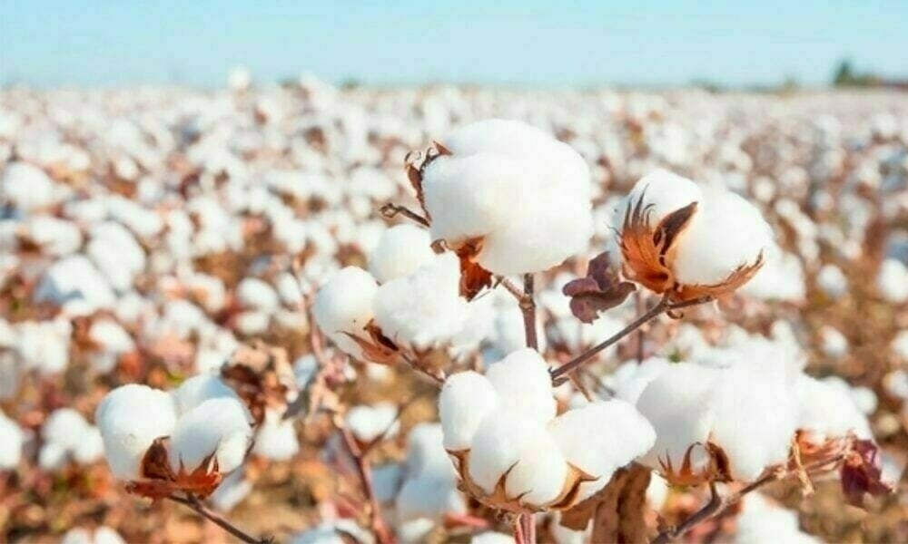 Cotton