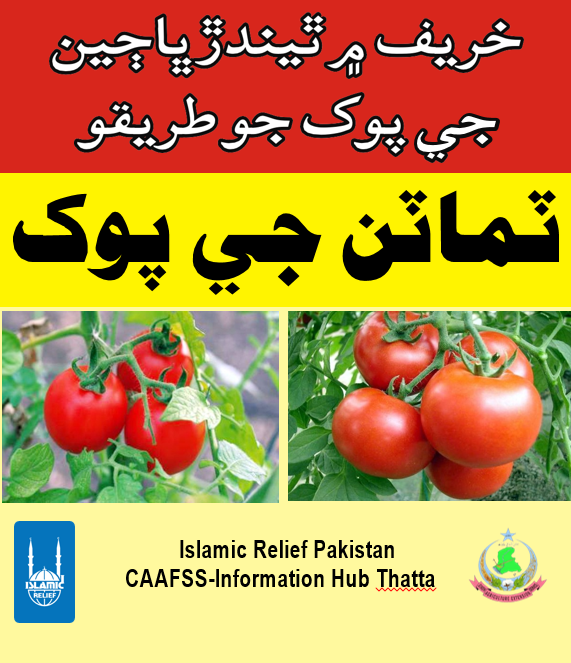 Method of cultivation of Vegetables in Kharif season (Cultivation of Tomato)