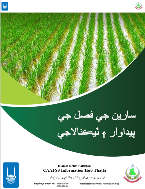 Production and Technology of Rice Crop سارين جي فصل جي پيداوار ۽ ٽيڪنالاجي