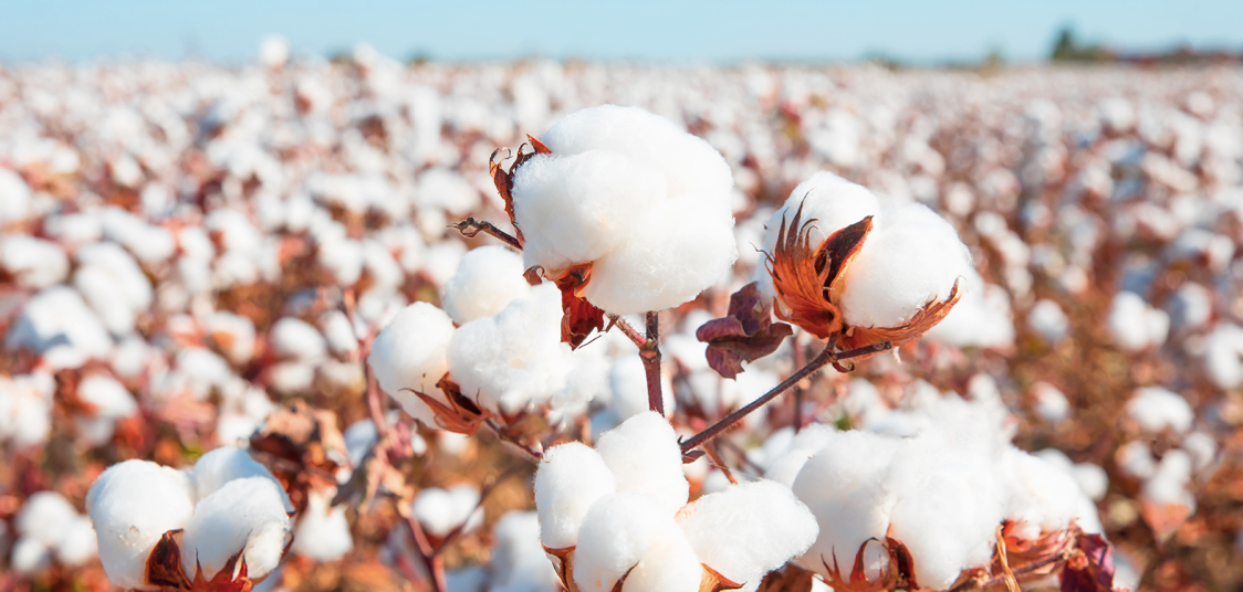 وونئڻن  Cotton