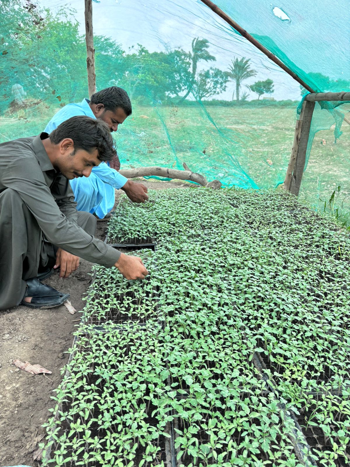 "اچو گڏجي ڪم ڪريون، خوشحال زراعت لاءِ"